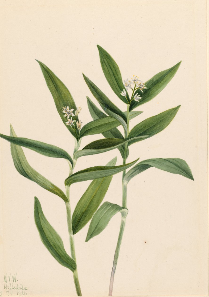 Stjerne-salomonblomst (Star Vagnera) af Mary Vaux Walcott