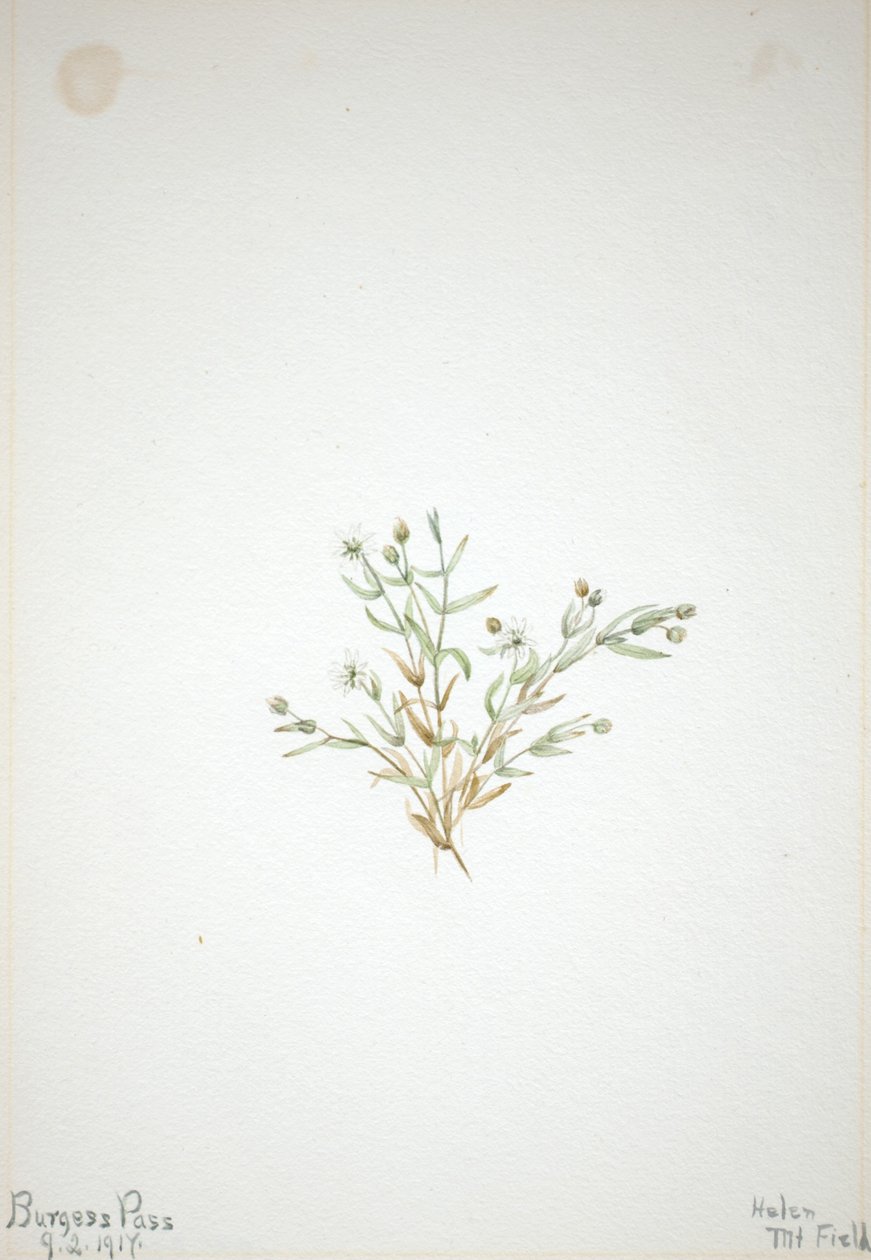 Stelleria leata af Mary Vaux Walcott