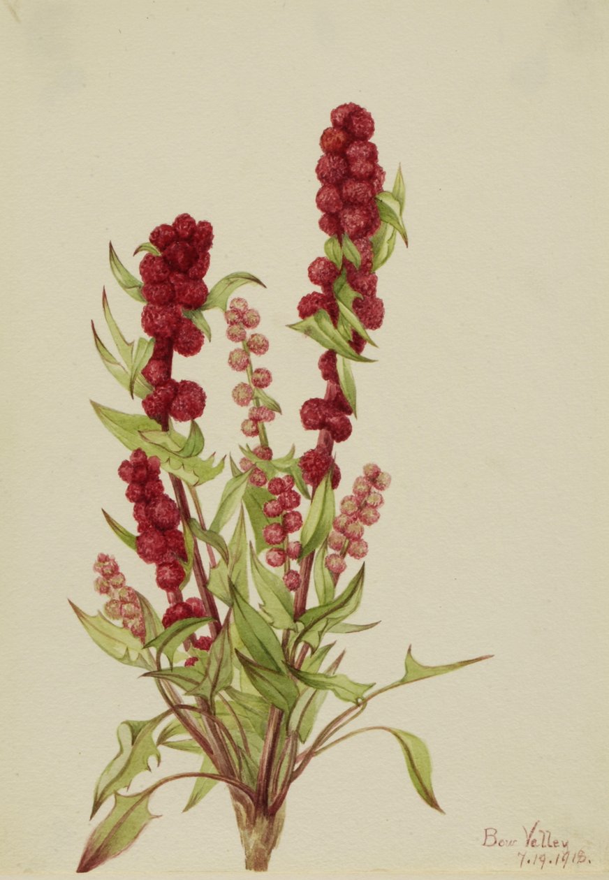 Strawberry-Blite Chenopodium capitatum, 1918. af Mary Vaux Walcott