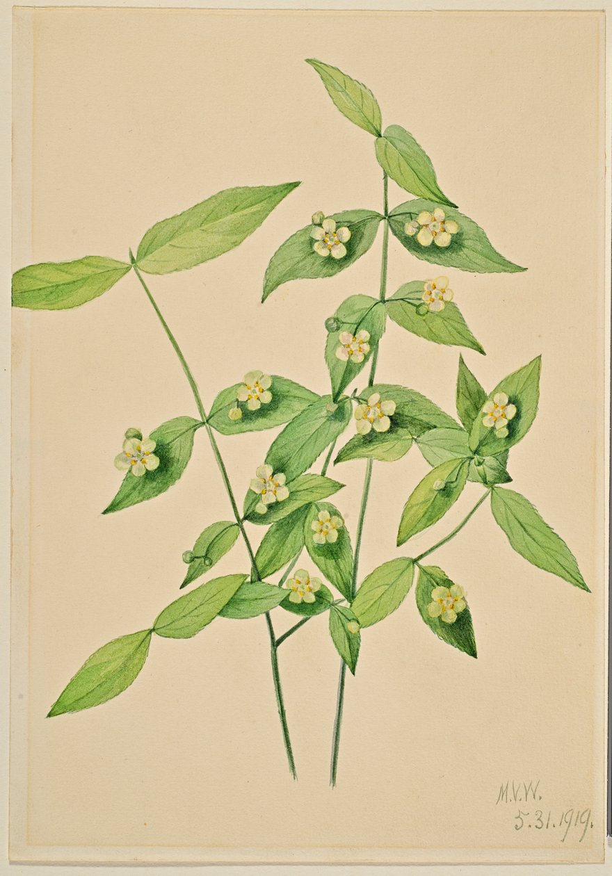 Jordbærbusk (Euonymus americanus) af Mary Vaux Walcott