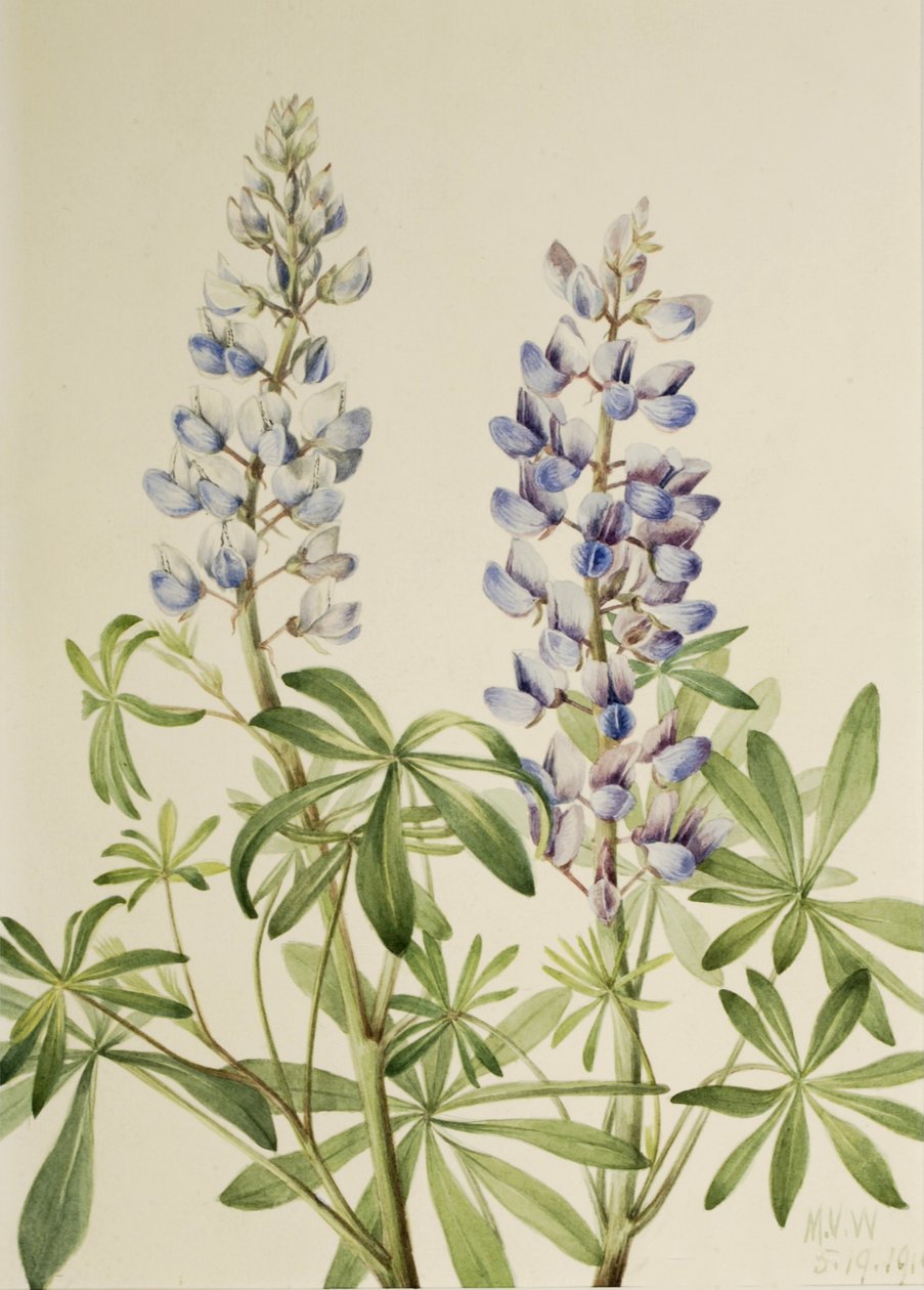 Sun Dial Lupin Flerårig Lupin, 1919. af Mary Vaux Walcott