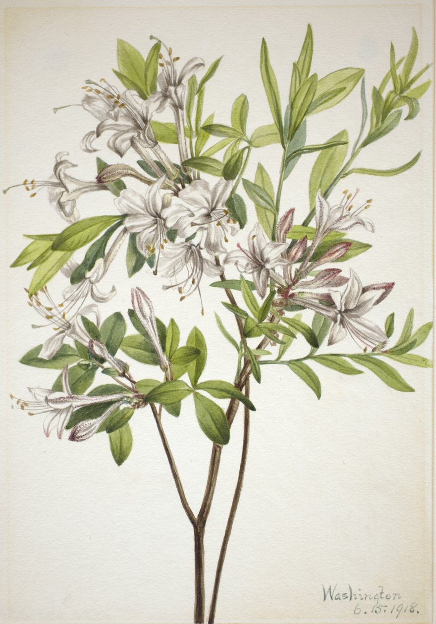 Sump-azalea (Azalea viscosa) af Mary Vaux Walcott