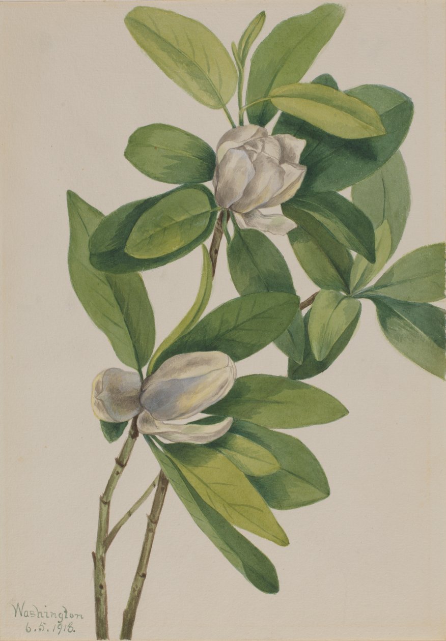 Sump Magnolia Magnolia virginiana, 1918. af Mary Vaux Walcott