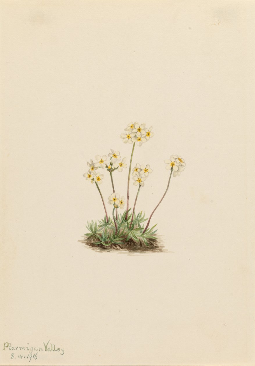 Sød androsace (Androsace carinata) af Mary Vaux Walcott