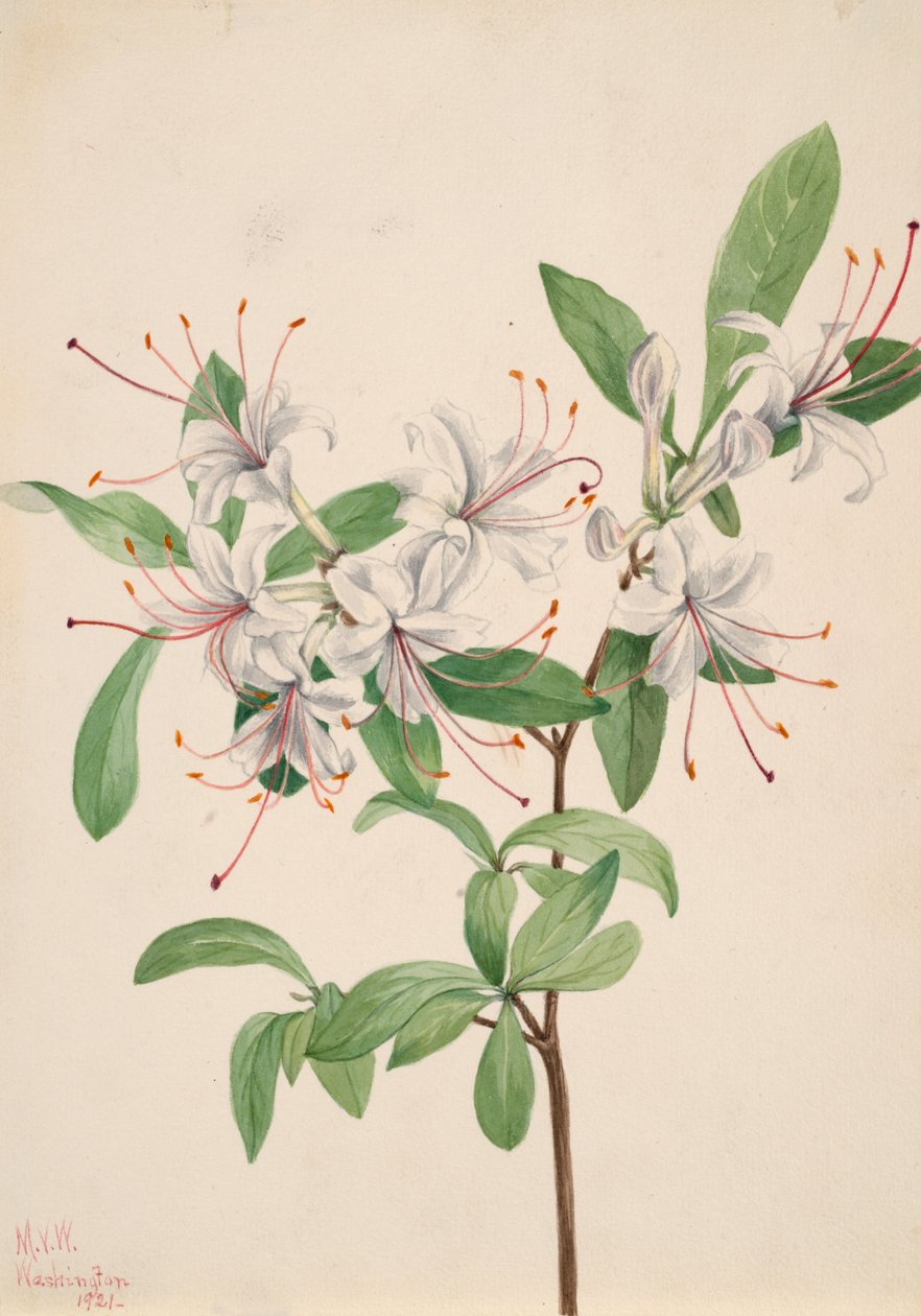 Sød Azalea Azalea arborescens, 1921. af Mary Vaux Walcott