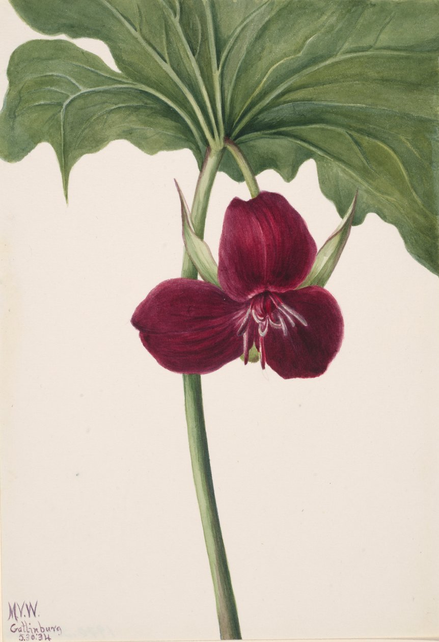 Sweet Trillium Trillium vasyi, 1934. af Mary Vaux Walcott