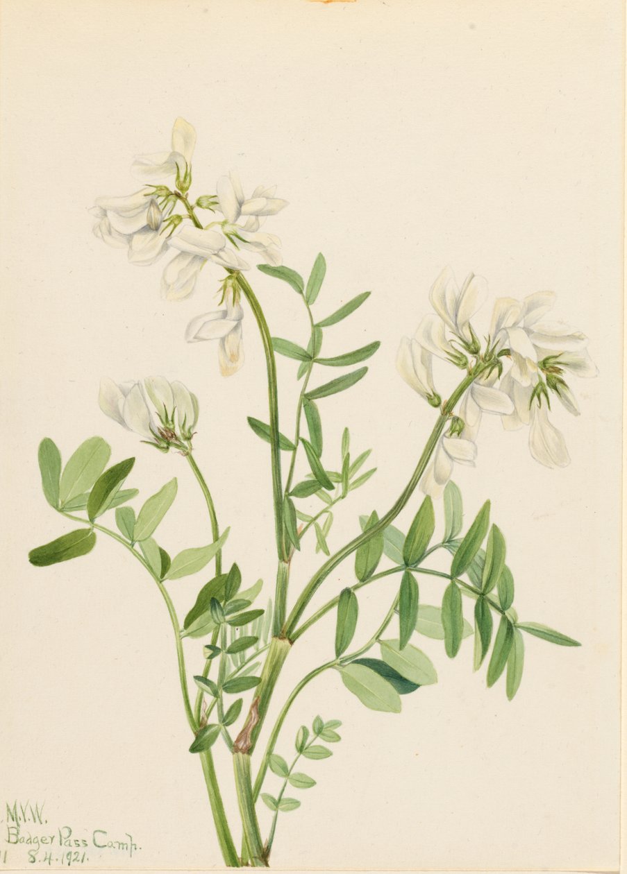 Sødskærm (Hedysarum mackenzii) af Mary Vaux Walcott
