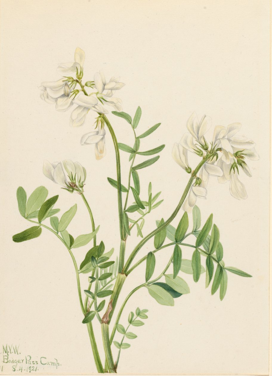Sweetvetch Hedysarum mackenzii, 1921. af Mary Vaux Walcott