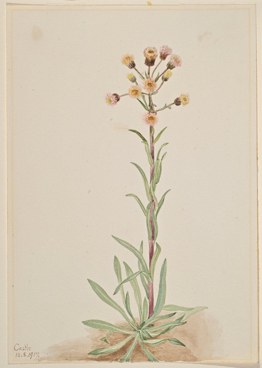 Højtvoksende loppeurt (Erigeron acris) af Mary Vaux Walcott