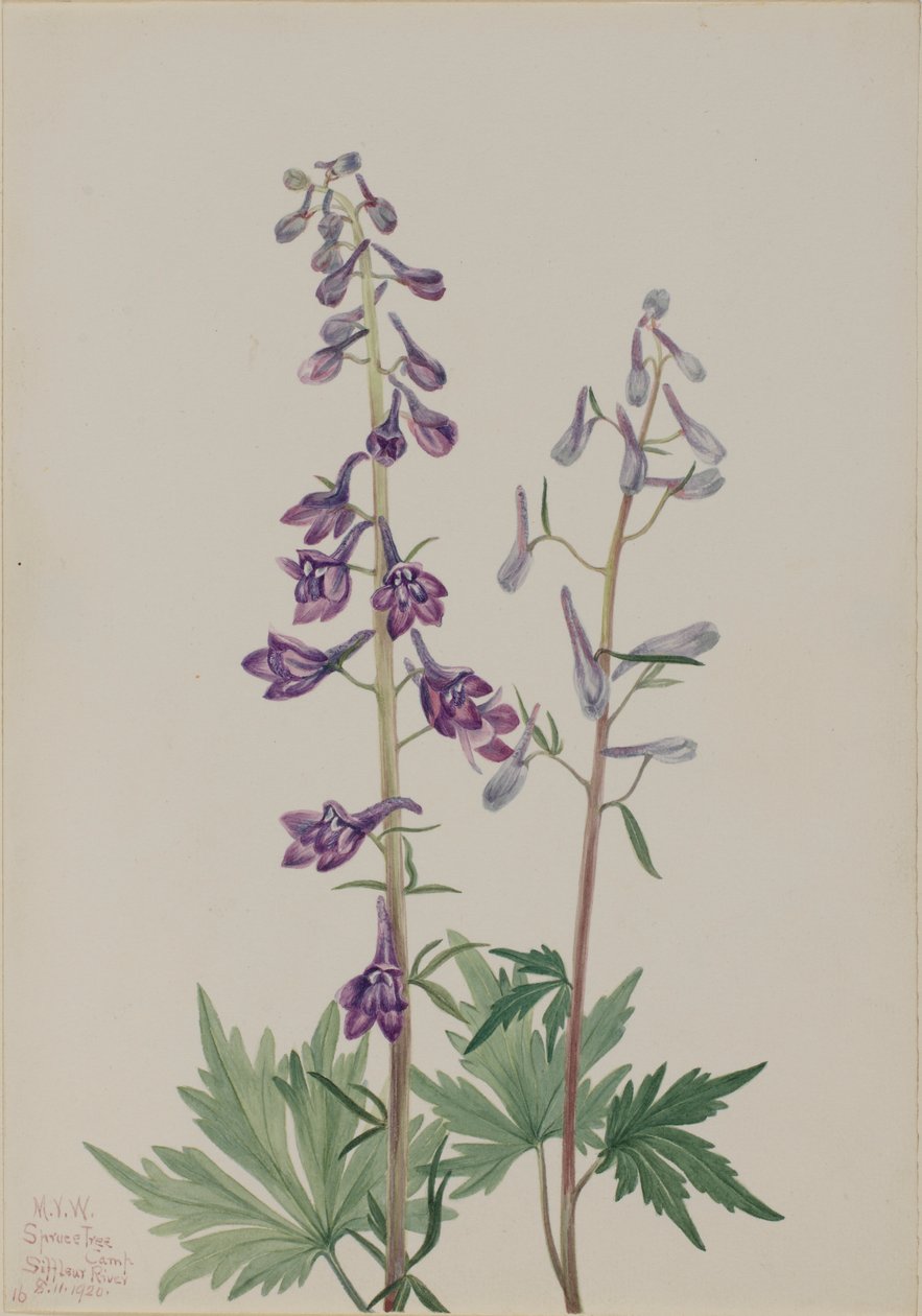Høj lærkespore (Delphinium elongatum) af Mary Vaux Walcott