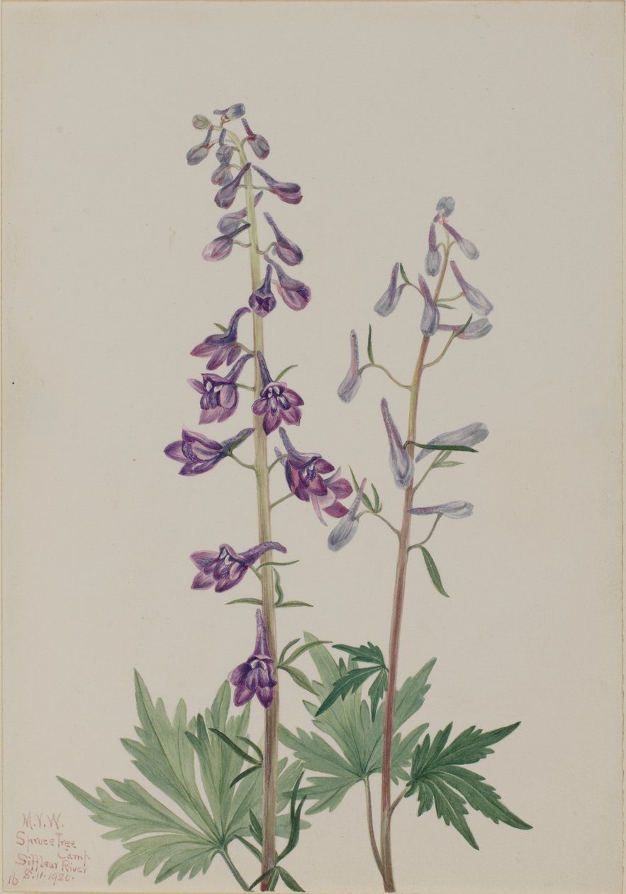 Høj lærkespore Delphinium elongatum, 1920. af Mary Vaux Walcott
