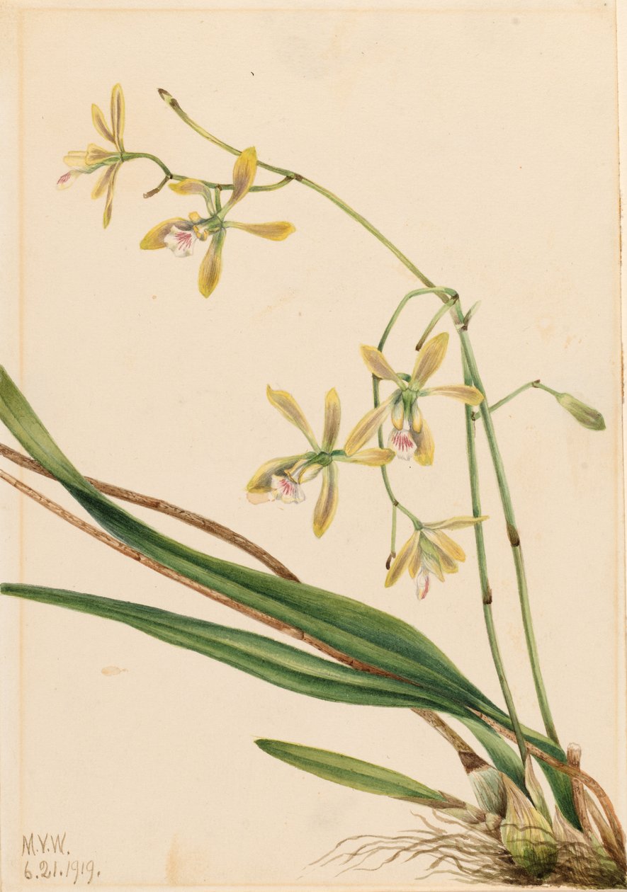Tampa Epidendrum (Epidendrum tampense) af Mary Vaux Walcott