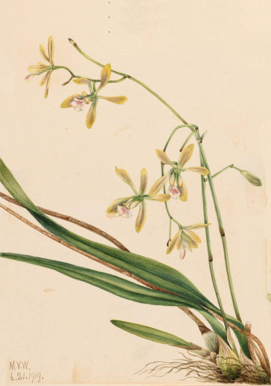 Tampa Epidendrum Epidendrum tampense, 1919. af Mary Vaux Walcott