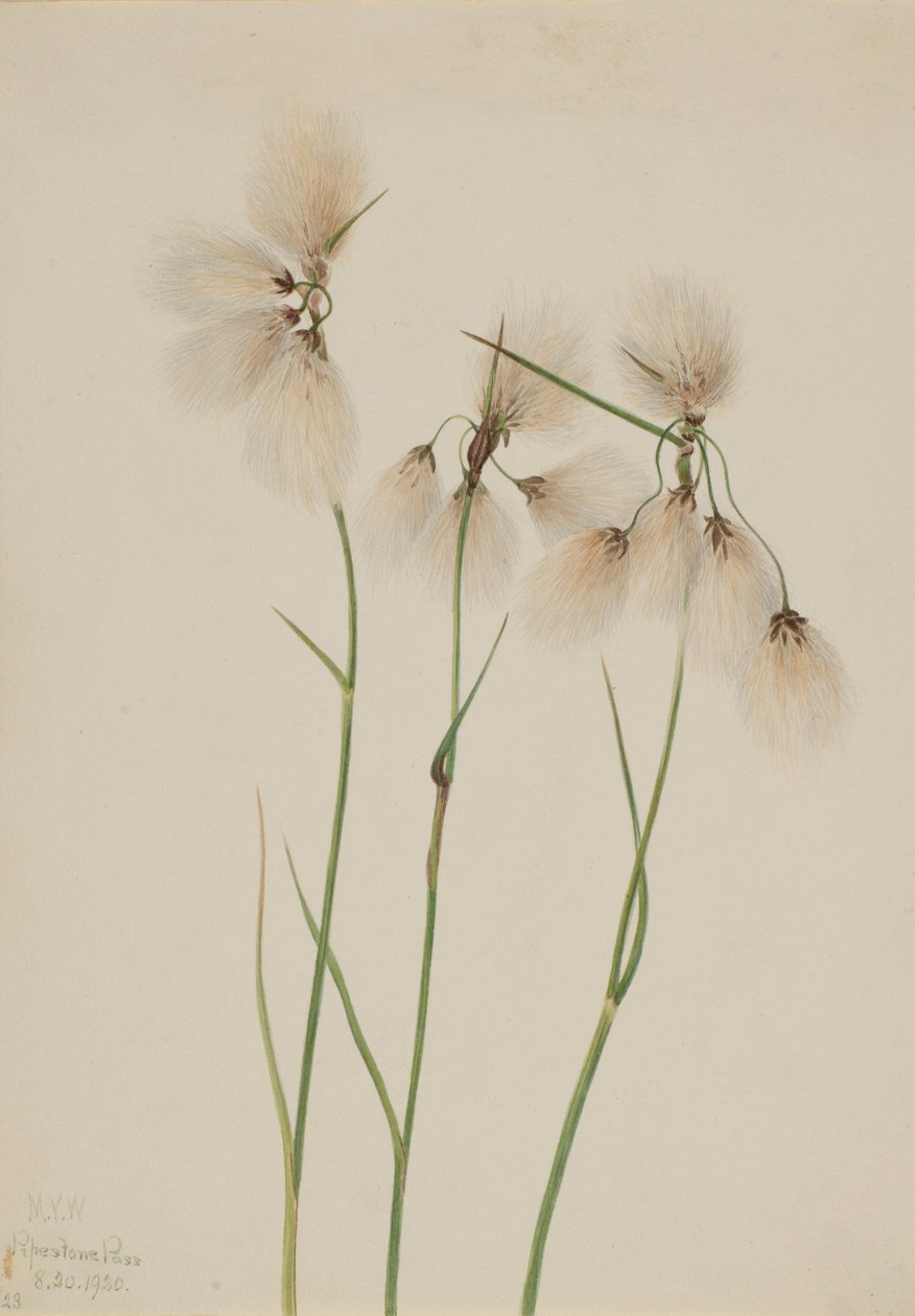 Kvastbomuld (Eriophorum angustifolium) af Mary Vaux Walcott