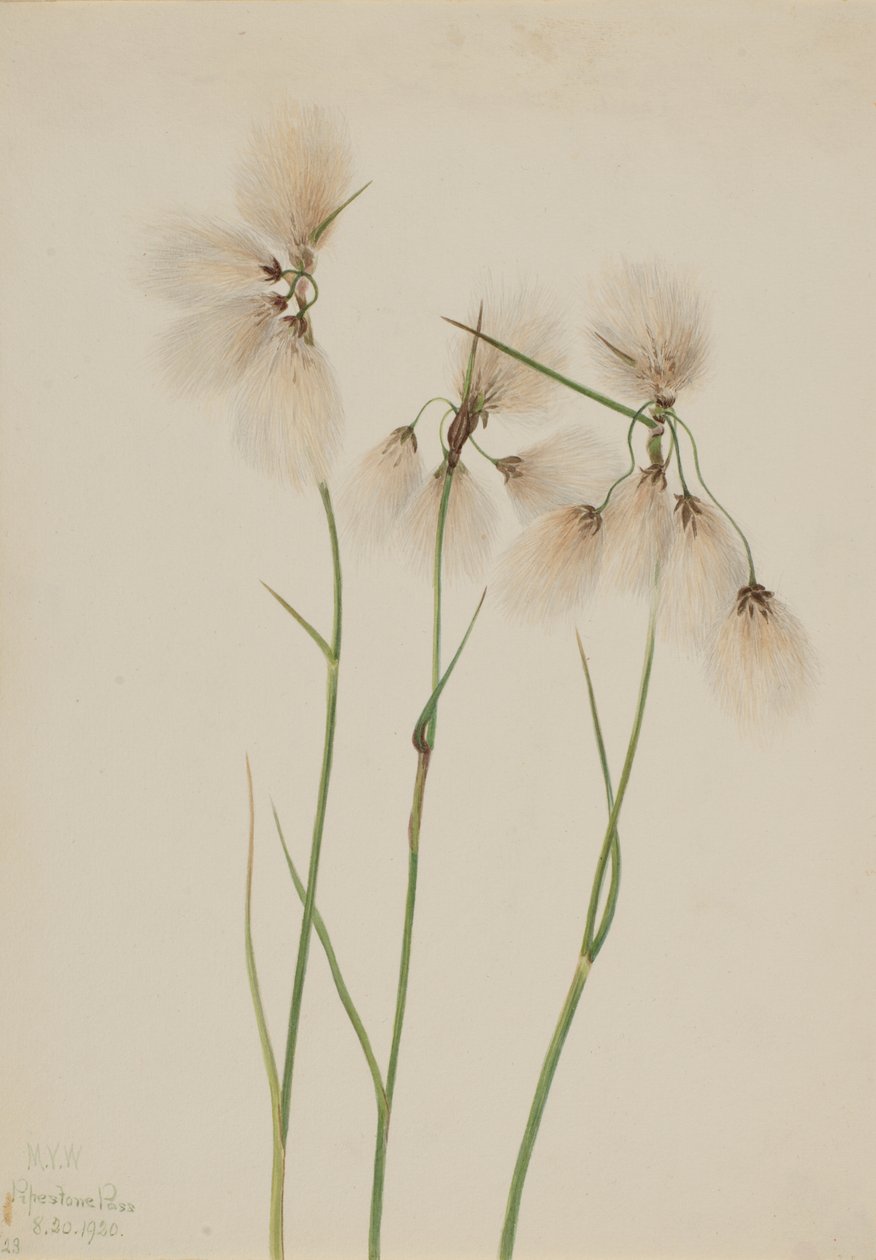 Kvast Bomuldsgræs Eriophorum angustifolium, 1920. af Mary Vaux Walcott