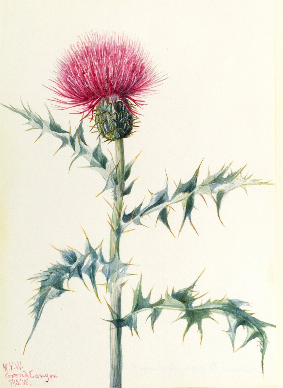 Tidsel (Cirsium arizonica) af Mary Vaux Walcott