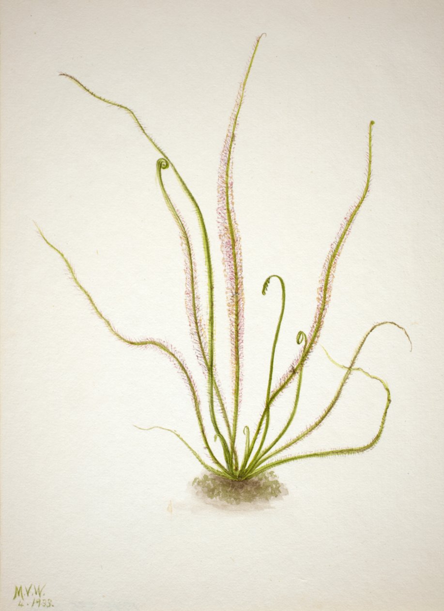 Soldug Drosera rotundifolia, 1933. af Mary Vaux Walcott