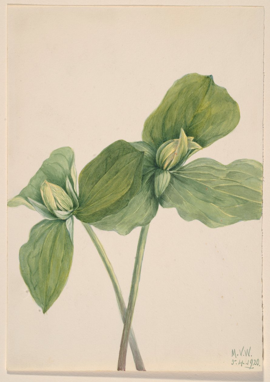 Trillium i larveform (Trillium sessile) af Mary Vaux Walcott