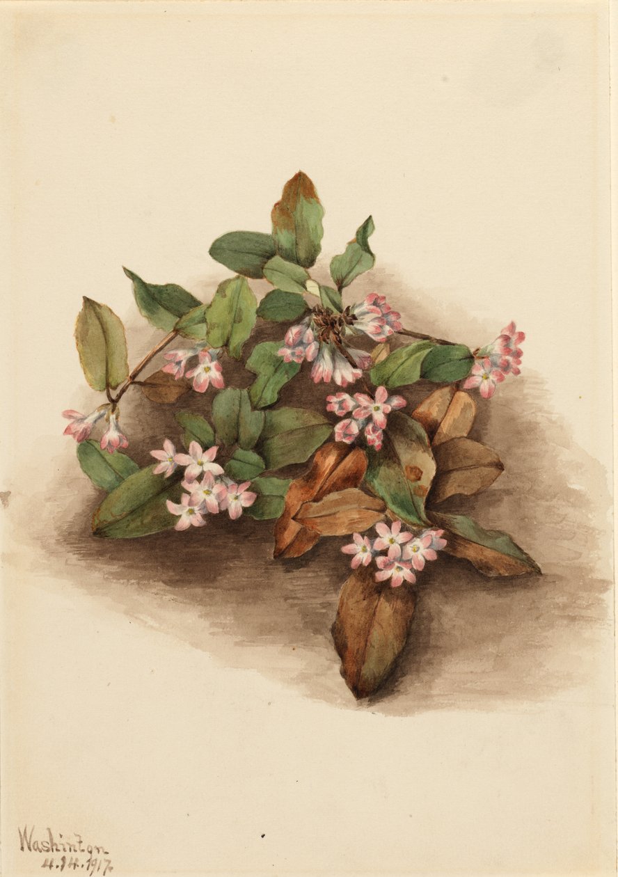 Efterløbende arbutus (Epigaea repens) af Mary Vaux Walcott