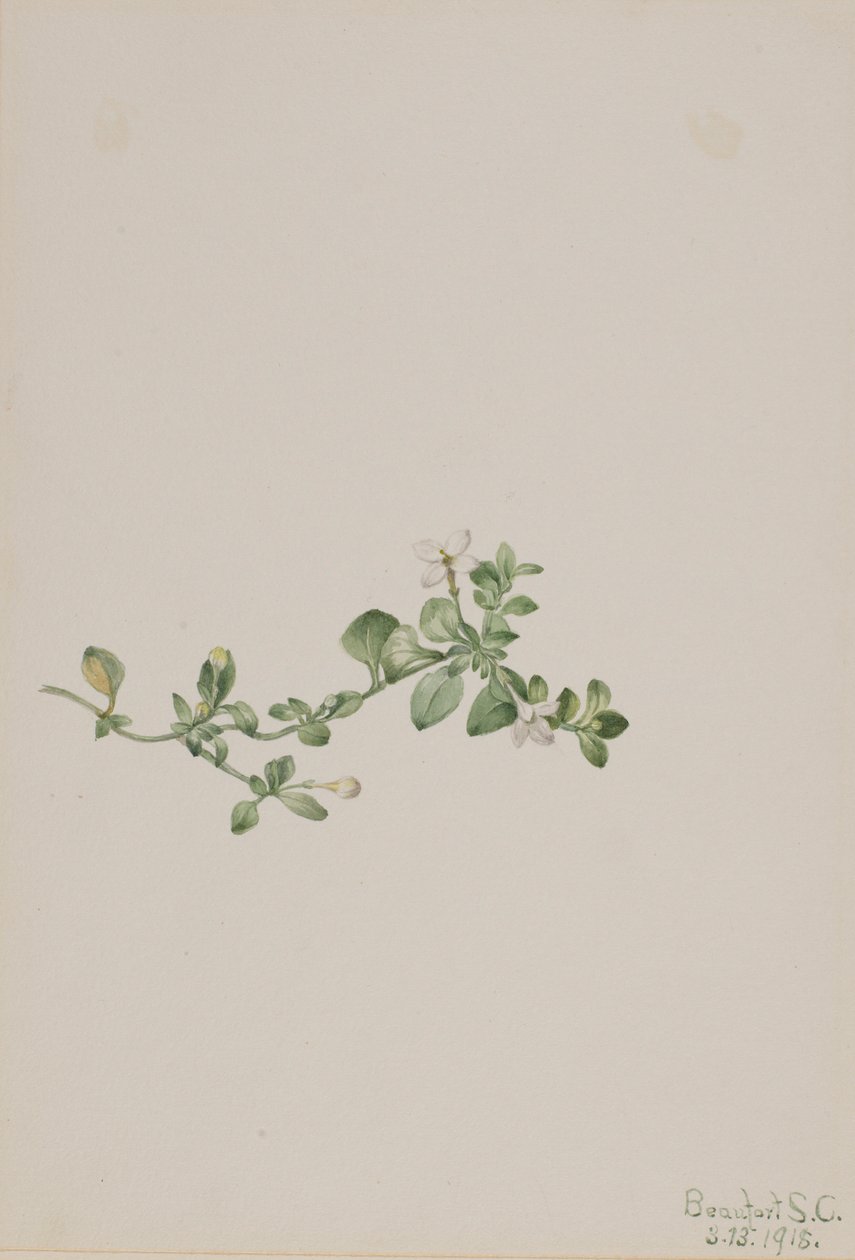 Efterfølgende Houstonia (Houstonia procumbens) af Mary Vaux Walcott