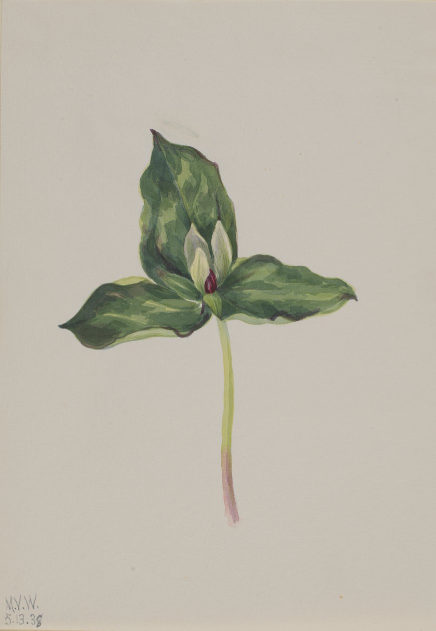 Trillium discolor, 1938. af Mary Vaux Walcott