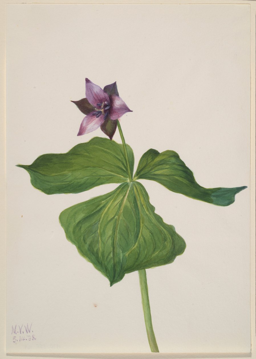 Trillium erectum af Mary Vaux Walcott