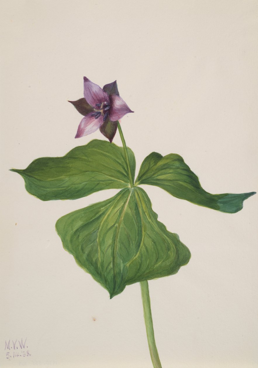 Trillium opført, 1938. af Mary Vaux Walcott