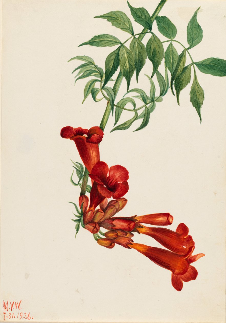 Trompetranke (Bignonia radicans) af Mary Vaux Walcott