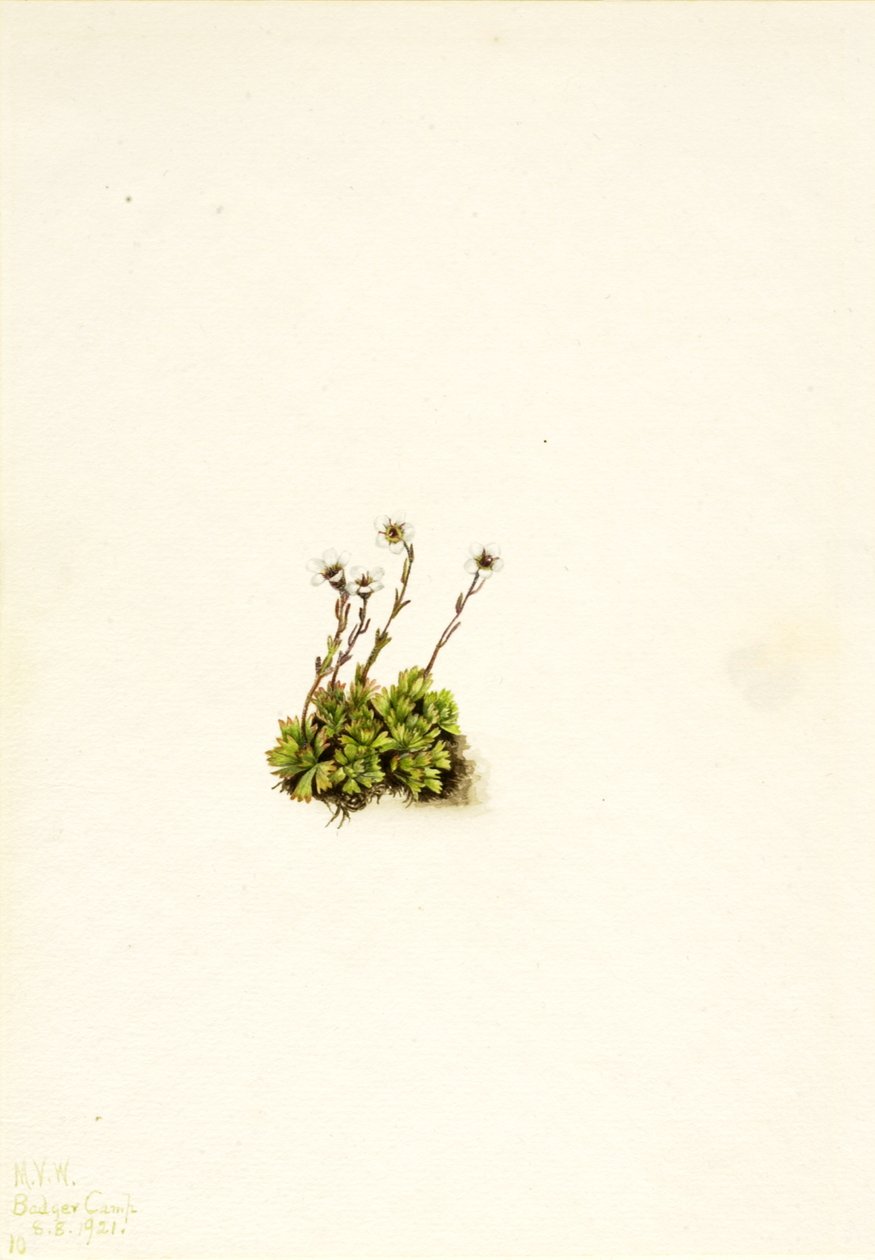 Tufted Saxifrage Saxifraga caespitosa, 1921. af Mary Vaux Walcott