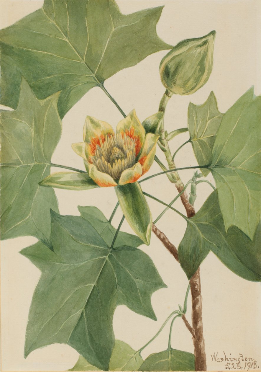 Tulipantræ (Liriodendron tulipifera) af Mary Vaux Walcott