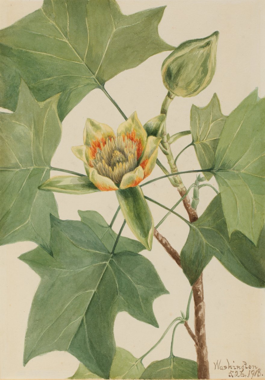 Tuliptree Liriodendron tulipifera, 1918. af Mary Vaux Walcott