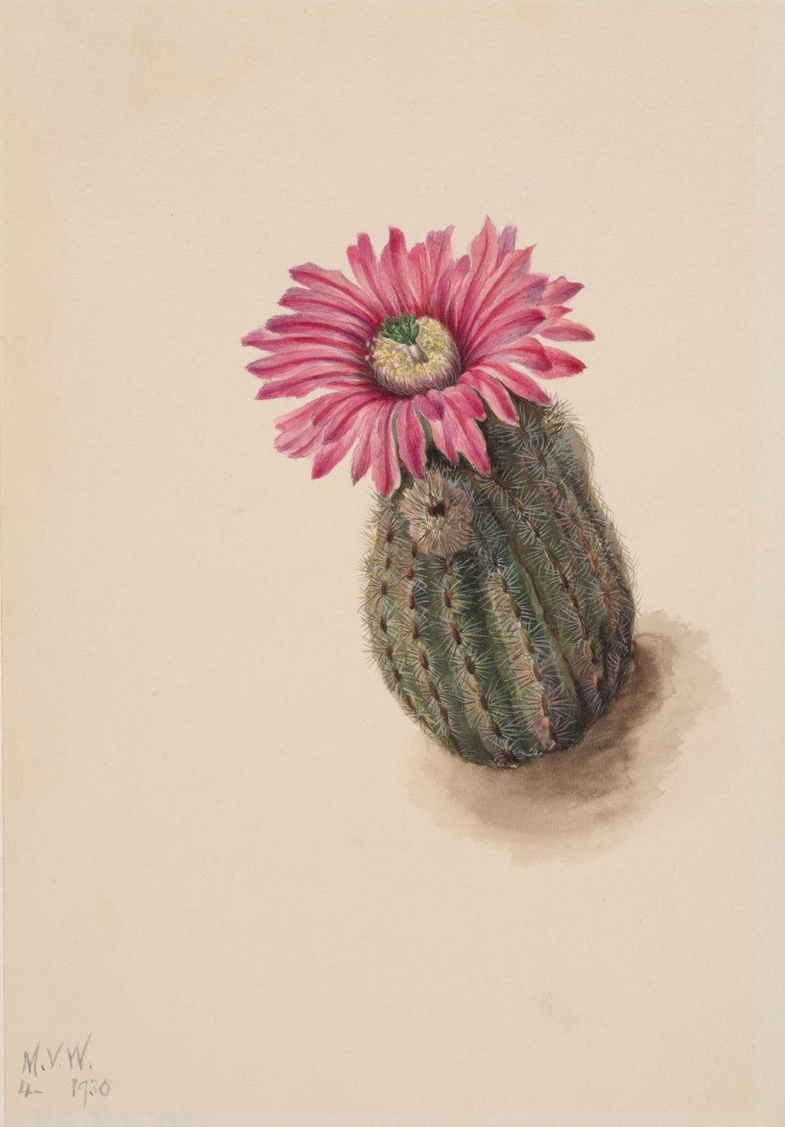 Turk Head Cactus Echinocereus perbellus, 1930. af Mary Vaux Walcott