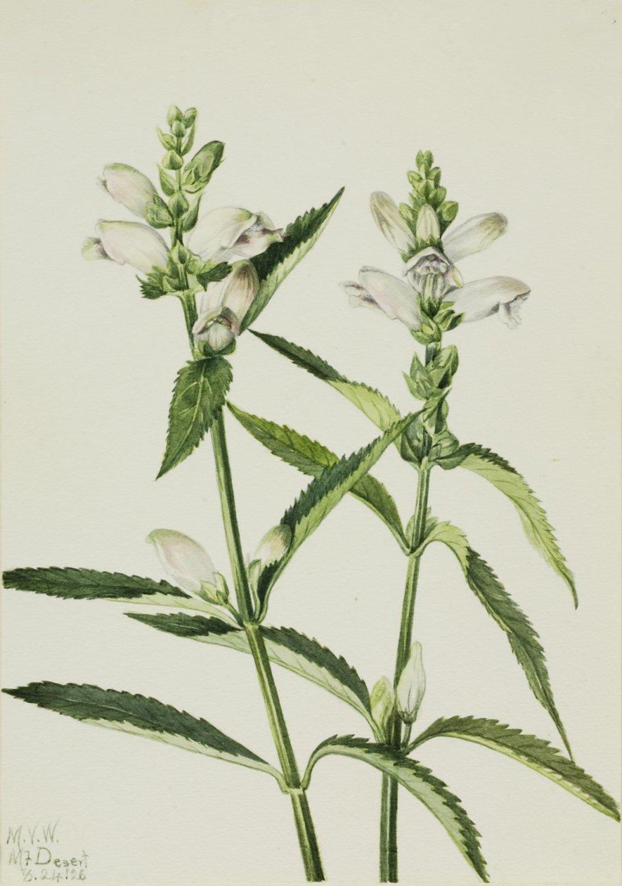 Skildpaddehoved (Chelone glabra) af Mary Vaux Walcott