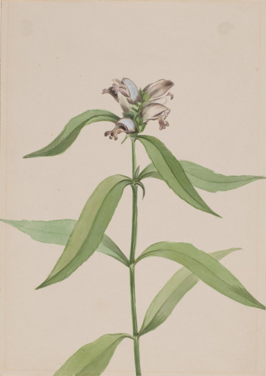 Skildpaddehoved (Chelone glabra) af Mary Vaux Walcott