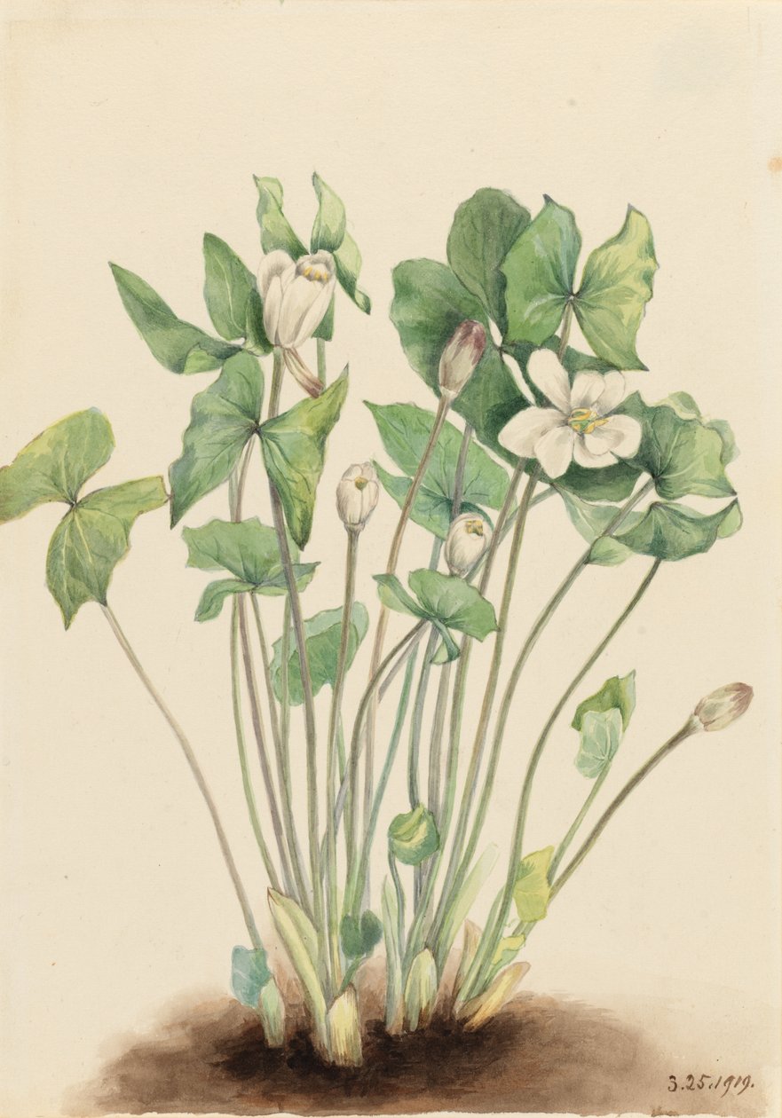 Tvillingeblad (Jeffersonia diphylla) af Mary Vaux Walcott