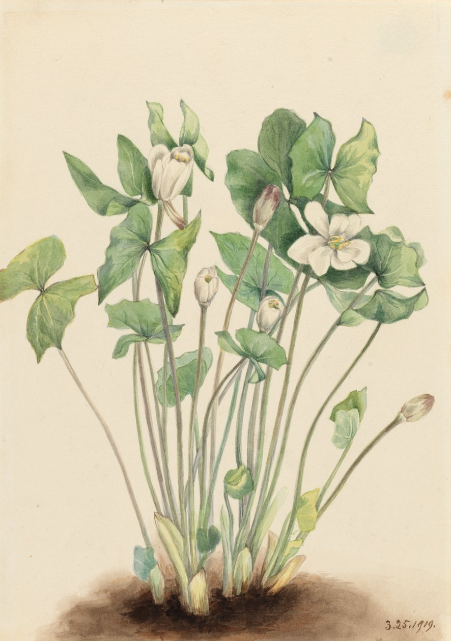 Twinleaf Jeffersonia diphylla, 1919. af Mary Vaux Walcott