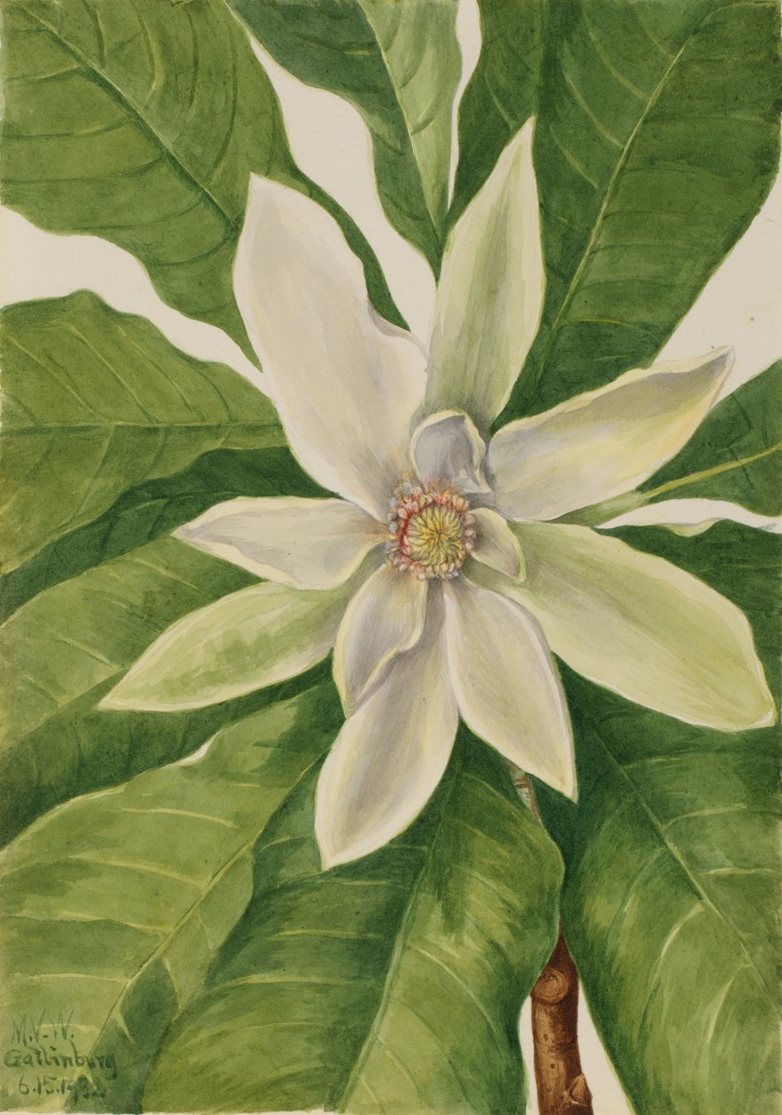 Paraplytræ (Magnolia tripetala) af Mary Vaux Walcott