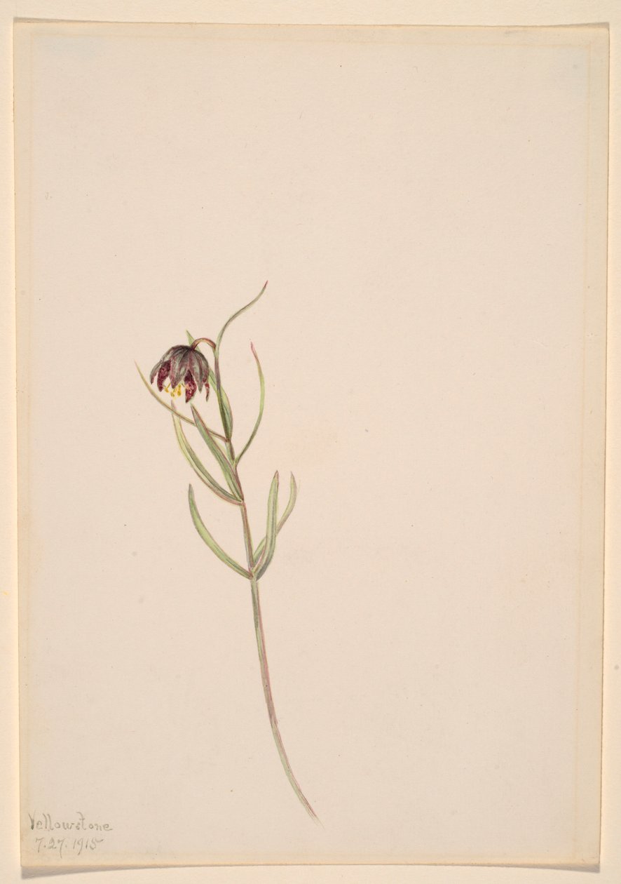 Uden titel - blomsterstudie af Mary Vaux Walcott