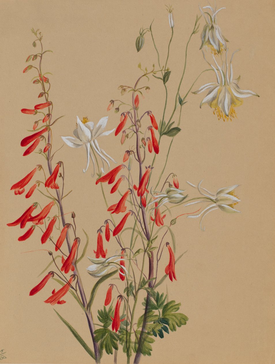 Uden titel - blomsterstudie af Mary Vaux Walcott