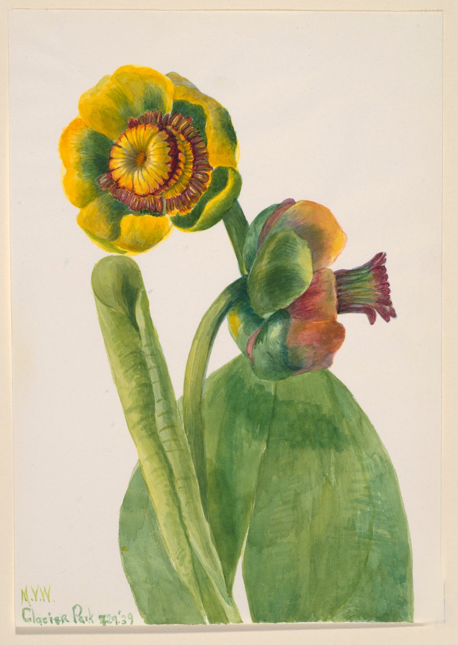 Uden titel - blomsterstudie af Mary Vaux Walcott