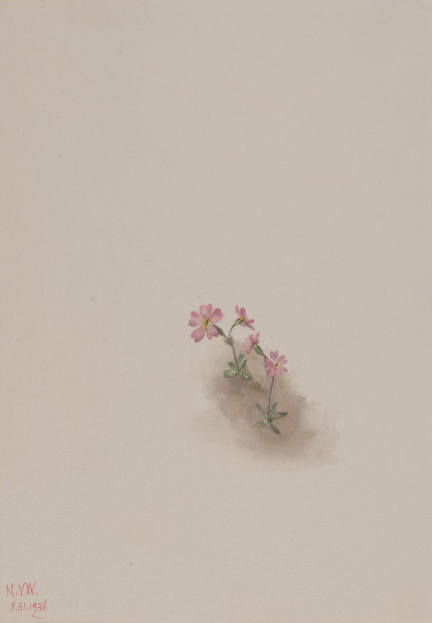 Uden titel - blomsterstudie af Mary Vaux Walcott