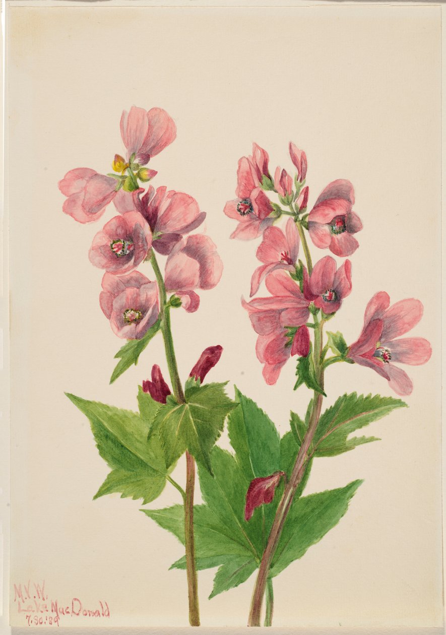 Uden titel - blomsterstudie af Mary Vaux Walcott