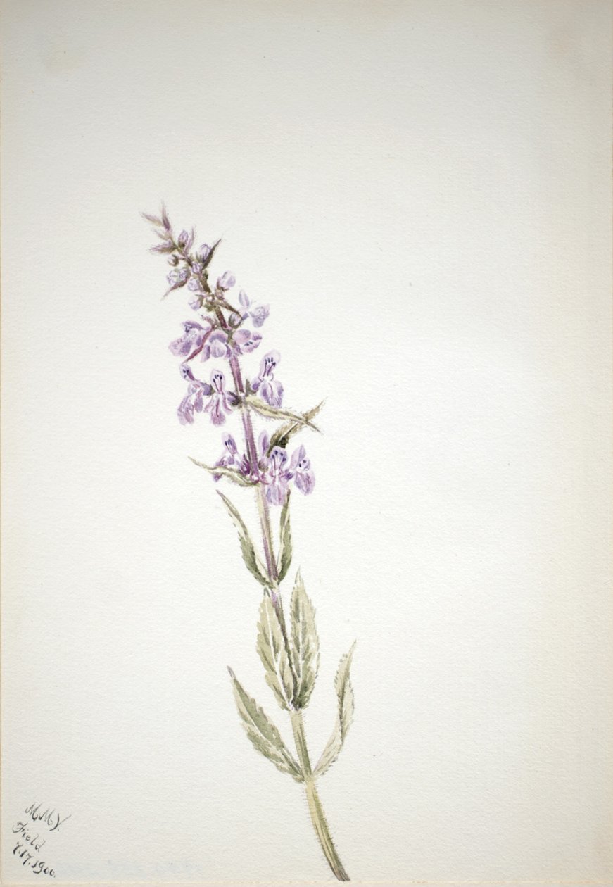 Uden titel - blomsterstudie af Mary Vaux Walcott