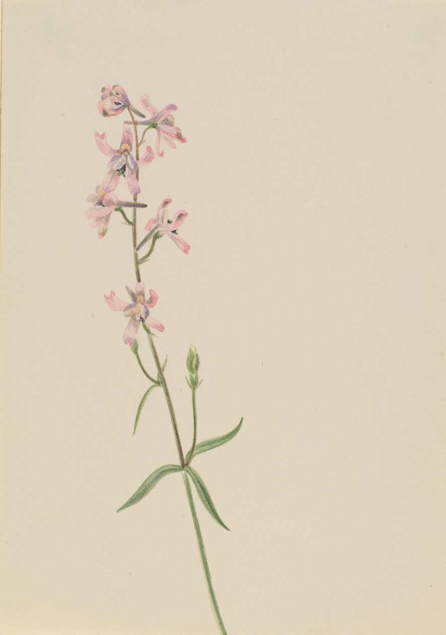 Uden titel - blomsterstudie af Mary Vaux Walcott
