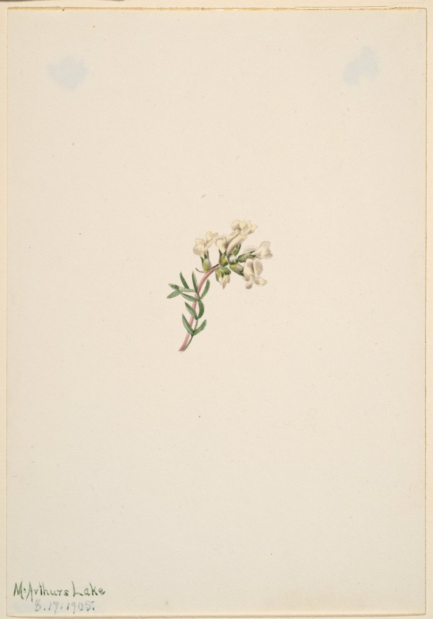 Uden titel - blomsterstudie af Mary Vaux Walcott