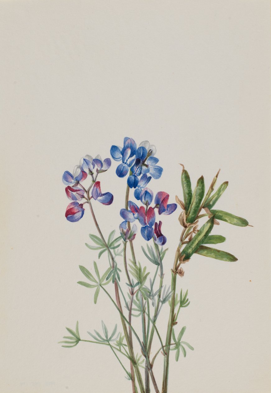 Uden titel - blomsterstudie af Mary Vaux Walcott