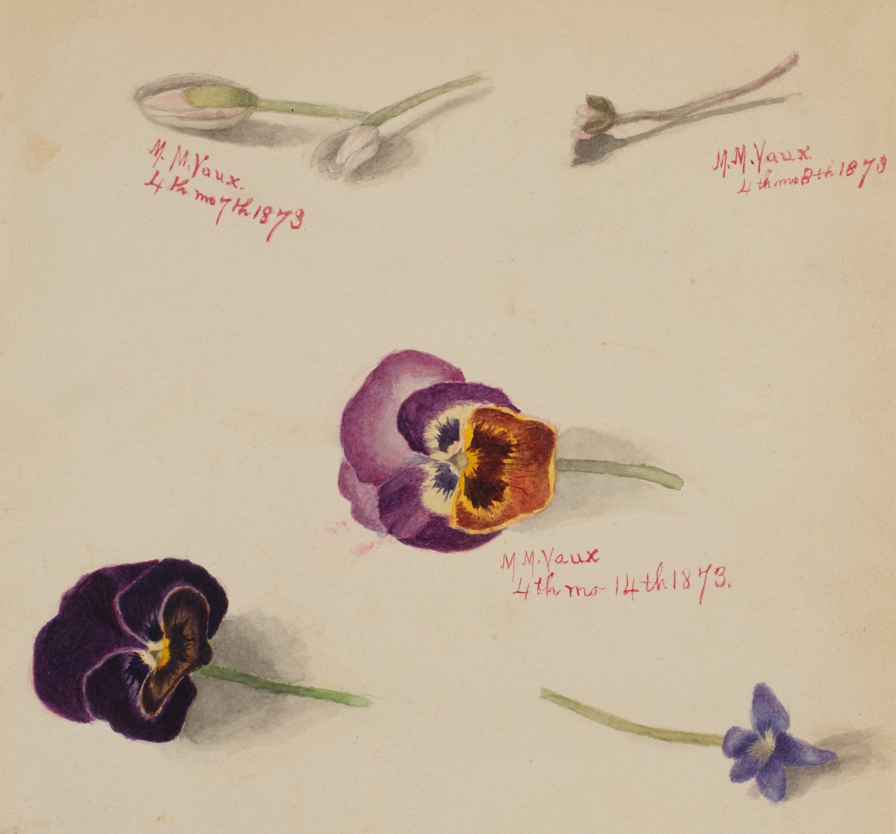 Uden titel - Blomsterstudie, 1873. af Mary Vaux Walcott