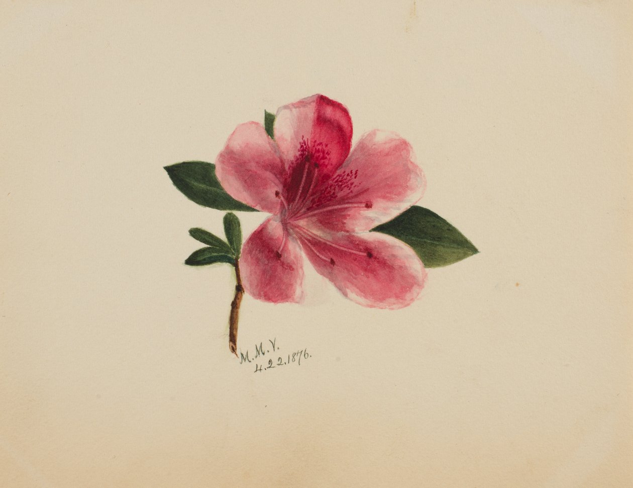Uden titel - Blomsterstudie, 1876. af Mary Vaux Walcott