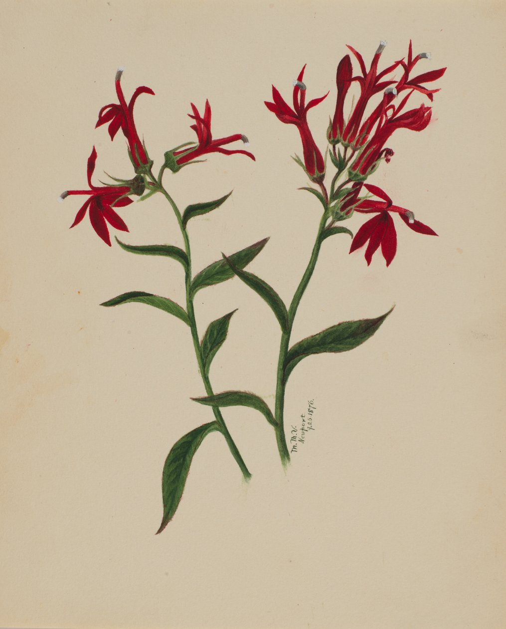 Uden titel - Blomsterstudie, 1876. af Mary Vaux Walcott