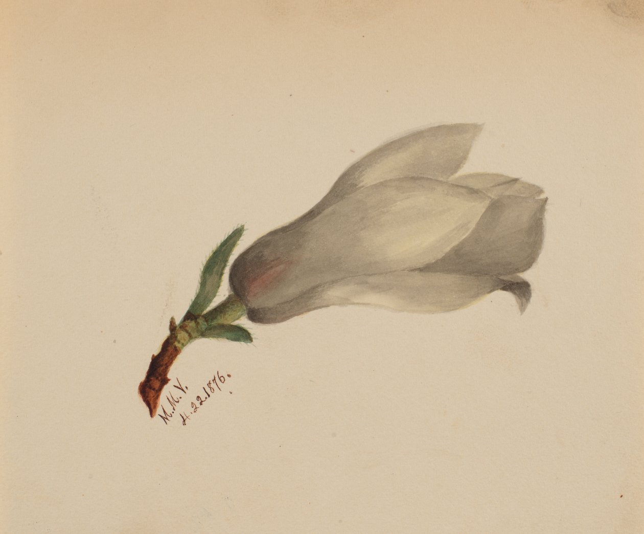 Uden titel - Blomsterstudie, 1876. af Mary Vaux Walcott
